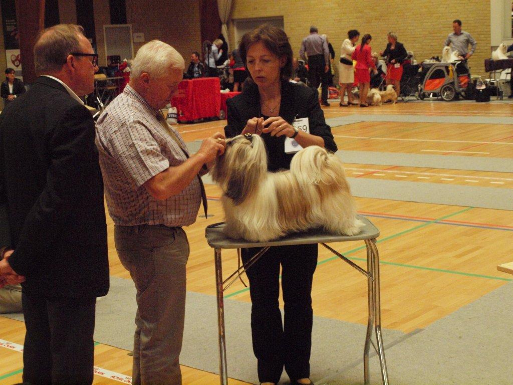 Shih Tzu Danmark